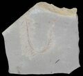 Metasequoia (Dawn Redwood) Fossil Plate - Montana #52195-1